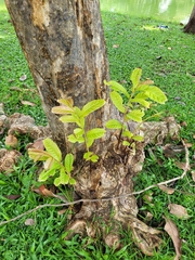 Lagerstroemia speciosa