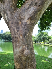 Lagerstroemia speciosa