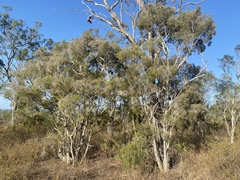 Melaleuca monantha