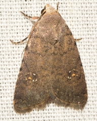 Caradrina