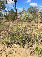 Swainsona microphylla