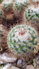 Mammillaria bombycina