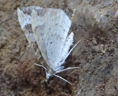 Epirrhoe alternata