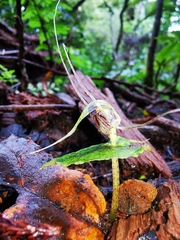 Corybas acuminatus