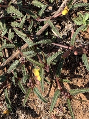 Chamaecrista mimosoides