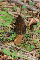 Morchella australiana