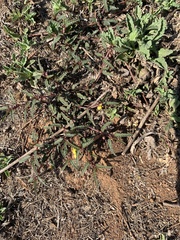 Chamaecrista mimosoides