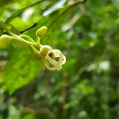 Sterculia coccinea