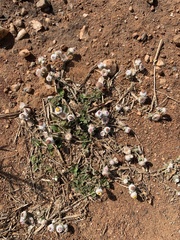 Helichrysum argyrosphaerum