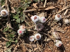 Helichrysum argyrosphaerum