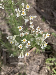 Cassinia laevis