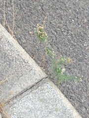 Erigeron canadensis