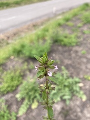 Stachys arvensis