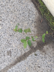 Ulmus pumila