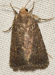 Caradrina germainii