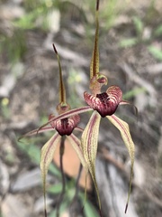 Caladenia cardiochila