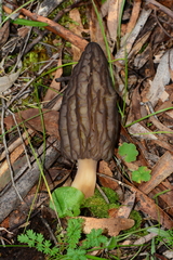 Morchella australiana