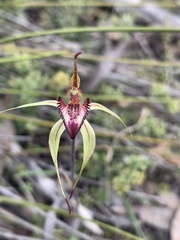 Caladenia