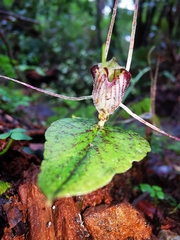 Corybas acuminatus