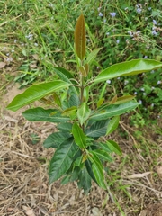 Rhodomyrtus psidioides