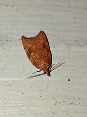 Acleris rhombana
