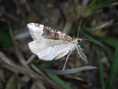 Xanthorhoe hortensiaria