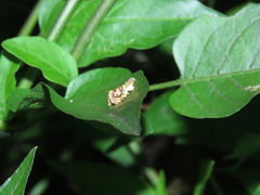 Acroceuthes metaxanthana