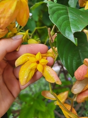 Mussaenda philippica
