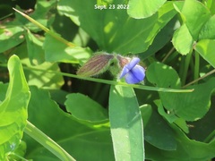 Crotalaria sessiliflora