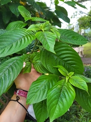 Mussaenda philippica