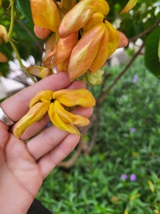 Mussaenda philippica