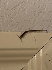 Hemiscolopendra marginata