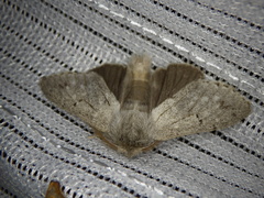 Cnethodonta grisescens