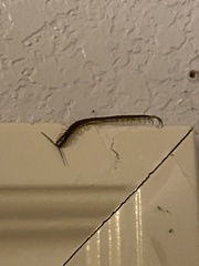 Hemiscolopendra marginata