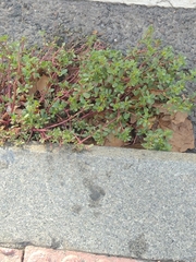 Portulaca oleracea