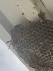 Polistes olivaceus