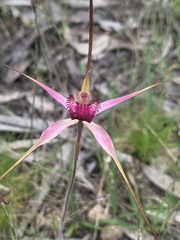 Caladenia concolor