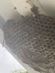 Polistes olivaceus