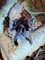 Thrigmopoeus truculentus