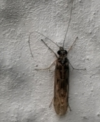 Hydropsyche pellucidula