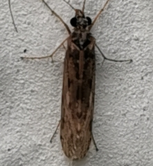 Hydropsyche pellucidula