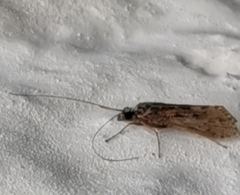 Hydropsyche pellucidula