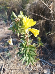 Oenothera stucchii