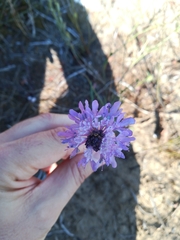 Scabiosa