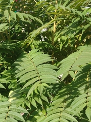 Ailanthus altissima