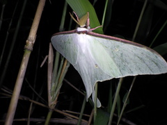 Actias aliena aliena