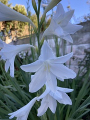 Watsonia borbonica
