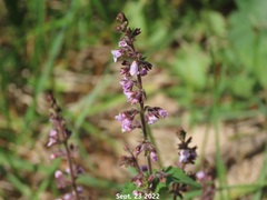 Lamiaceae