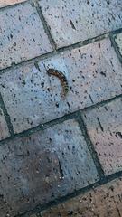 Theretra oldenlandiae