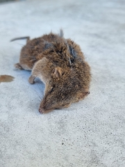 Antechinus stuartii